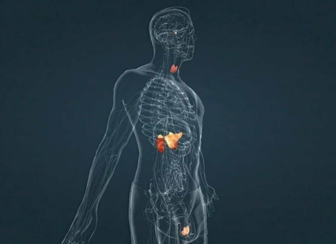 Effects of the SARS-CoV-2 virus on the human endocrine system