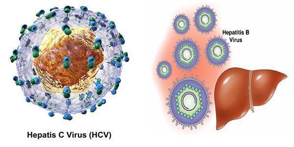 New virus causing hepatitis in humans discovered