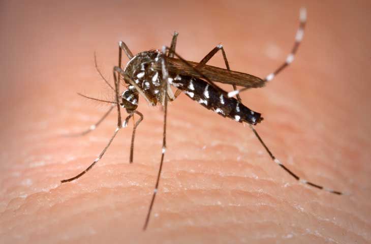 Quang Nam strengthens prevention and control of mosquito-borne diseases because of El Niño