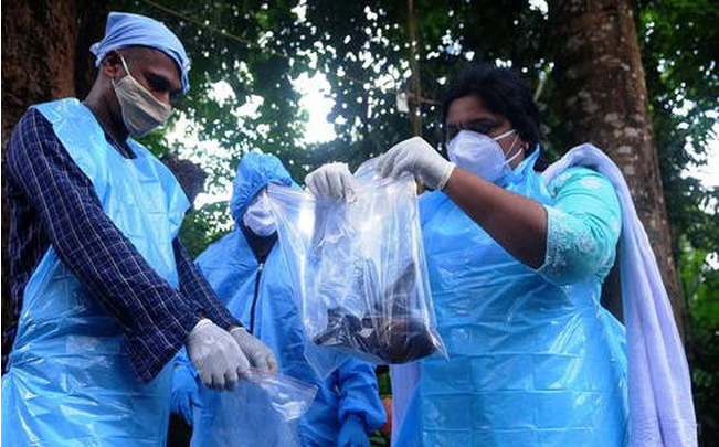 India is in the race to prevent the Nipah virus epidemic that causes brain damage